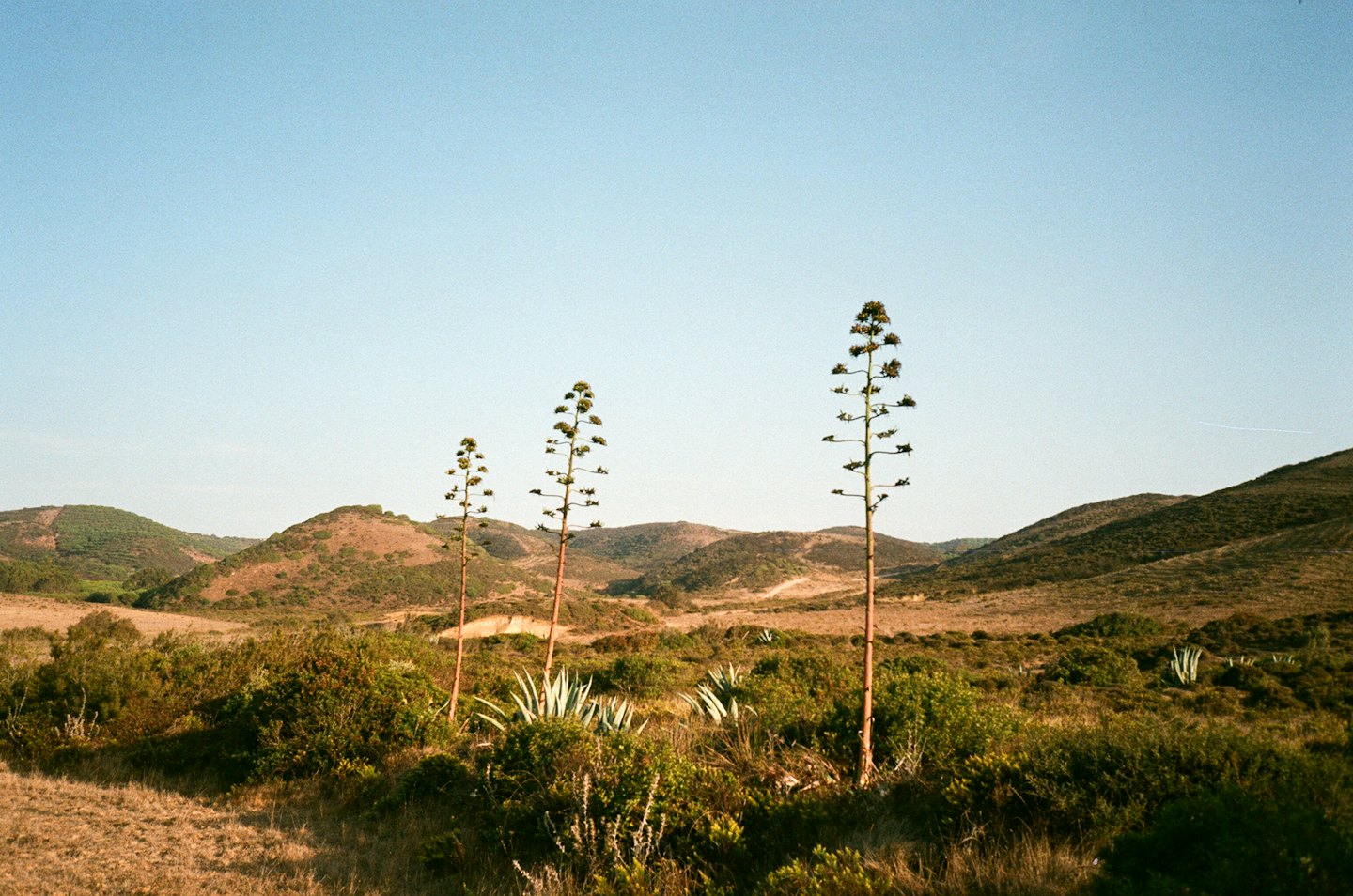 Tres plantas altas de agave se alzan entre colinas áridas onduladas.